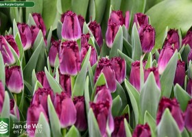 Tulipa Purple Crystal ® (3)